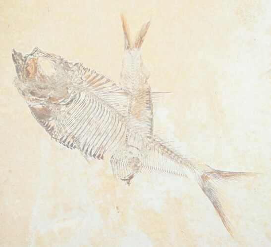 Diplomystus & Knightia Fossil Fish Plate #5481
